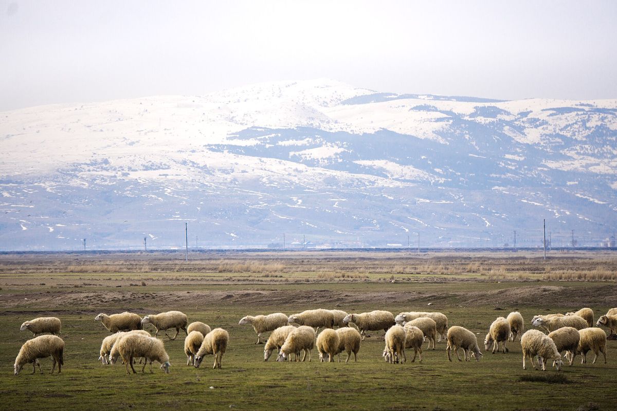 Hayvancılık